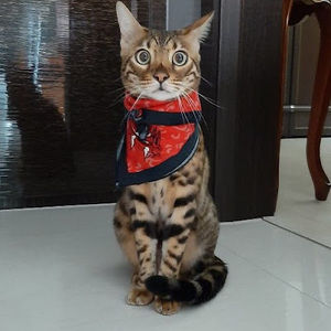 Meet your Posher, Je